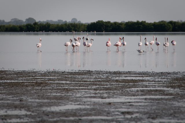 Senegal-DSC_8301.jpg