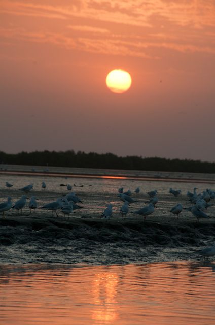 Senegal-DSC_8420.jpg